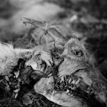 Aphonic Threnody When Death Comes | MetalWave.it Recensioni
