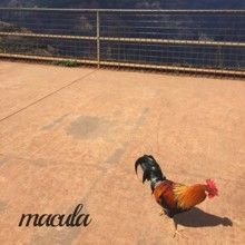Bacon's Chaos Macula | MetalWave.it Recensioni